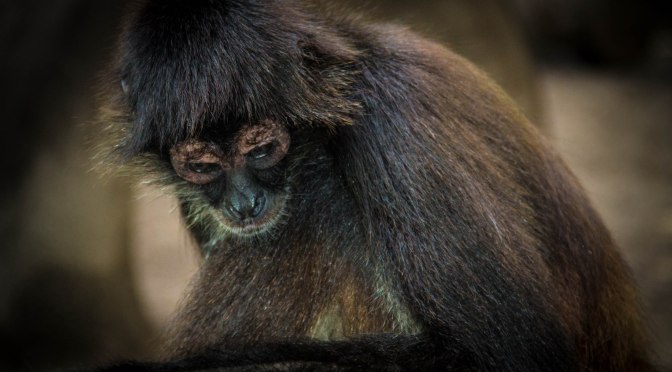 Mexican primate project-update 3
