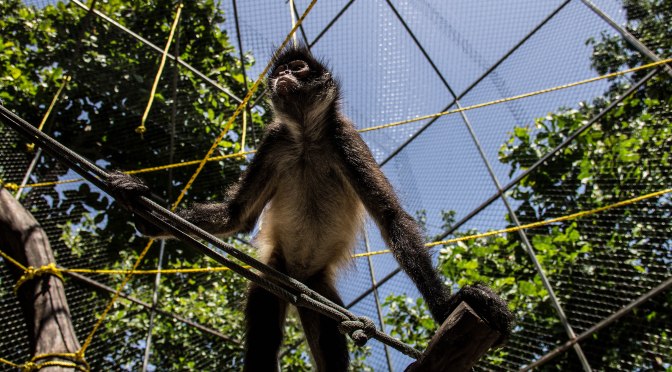 Mexican primate project-update 4: ENRICHMENT